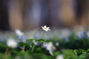 Ağaçların bulanık arkaplanlı Anemone Nemorosa 'nın beyaz çiçekleri. Bahar güneşli bir gün. Görkemli doğa zırvalıkları..