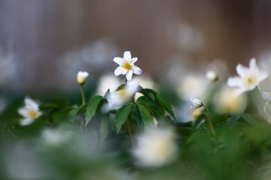 Bokeh yeşili çimlerin arka planında erken bahar çiçekli anemone nemorosa. Orman çiçekli görkemli duvar kâğıdı. Çiçek baharı.