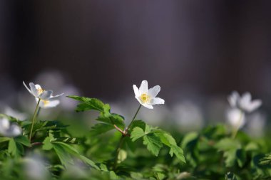 Meşe ormanlarında güzel nemorolar çiçek açıyor. Arka planda Bokeh ağacı var. Mükemmel bir ilkbahar duvar kâğıdı. Çiçek doğal botanik geçmişi.