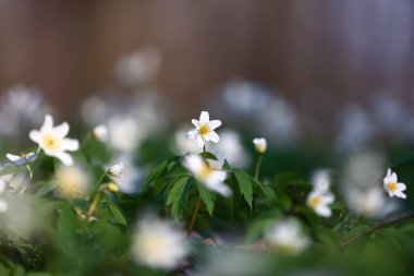Meşe ormanlarında güzel nemorolar çiçek açıyor. Arka planda Bokeh ağacı var. Mükemmel bir ilkbahar duvar kâğıdı. Çiçek doğal botanik geçmişi.
