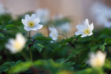 Bokeh yeşili çimlerin arka planında erken bahar çiçekli anemone nemorosa. Orman çiçekli görkemli duvar kâğıdı. Çiçek baharı. Konum yeri Ukrayna, Avrupa.