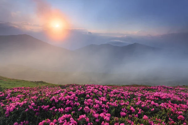 Prachtige Zomerdag Gazons Zijn Bedekt Met Roze Rododendron Bloemen Prachtige — Stockfoto