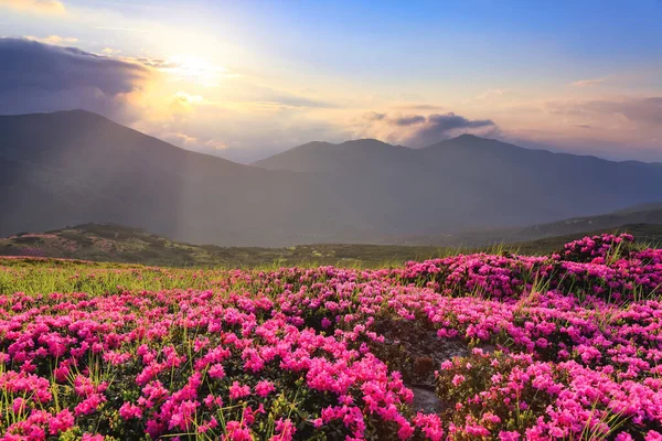 Morgondimma Gräsmattorna Täckta Rosa Rhododendron Blommor Fantastisk Vårtid Begreppet Natur — Stockfoto