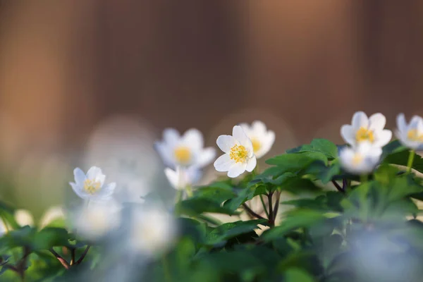 Ranní Jarní Květina Sasanka Nemorosa Pozadí Bokeh Zelené Trávy Majestátní — Stock fotografie