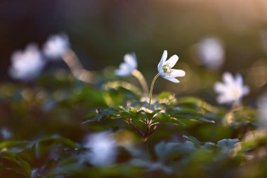 Bokeh yeşili çimlerin arka planında erken bahar çiçekli anemone nemorosa. Çiçekli bahar arkaplanı. Doğanın yeniden doğuşu kavramı. Konum yeri Ukrayna, Avrupa.