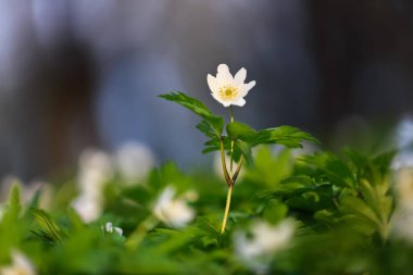 Ağaçların bulanık arkaplanlı Anemone Nemorosa 'nın beyaz çiçekleri. Bahar güneşli bir gün. Görkemli doğa bokeh. Meşe ormanı. Konum yeri Ukrayna, Avrupa.