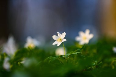 Ağaçların ve mavi gökyüzünün bulanık arka planına sahip beyaz çiçekler. Meşe ormanlarında güzel nemorolar çiçek açıyor. Çiçek mevsimlik duvar kâğıdı.