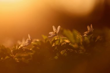 İnanılmaz bir bahar manzarası. Anemone Nemorosa 'nın beyaz çiçekleriyle kaplı bir çimenlik. Meşe ormanı. Gün batımlı görkemli doğa bokeh duvar kağıdı arka planı.