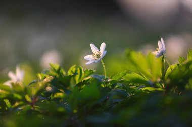 Anemone nemorosa 'nın yeşil çimlerin bulanık arka planına sahip beyaz çiçekleri. Doğanın yeniden doğuşu kavramı. İnanılmaz bir bahar dönemi duvar kağıdı arka planı. Konum yeri Ukrayna, Avrupa.