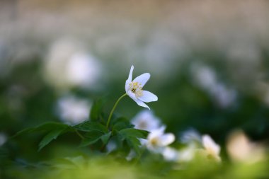 Bokeh yeşili çimlerin arka planında erken bahar çiçekli anemone nemorosa. Orman çiçekli görkemli duvar kâğıdı. Çiçek baharı.