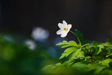 Bokeh yeşili çimlerin arka planında erken bahar çiçekli anemone nemorosa. Çiçekli bahar arkaplanı. Doğanın yeniden doğuşu kavramı. Konum yeri Ukrayna, Avrupa.