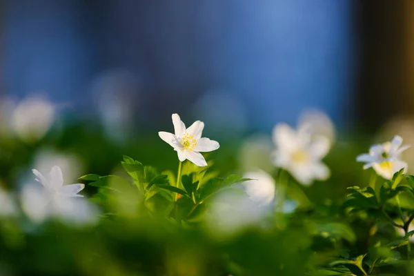 Flores Blancas Con Fondo Borroso Árboles Cielo Azul Bosque Robles —  Fotos de Stock