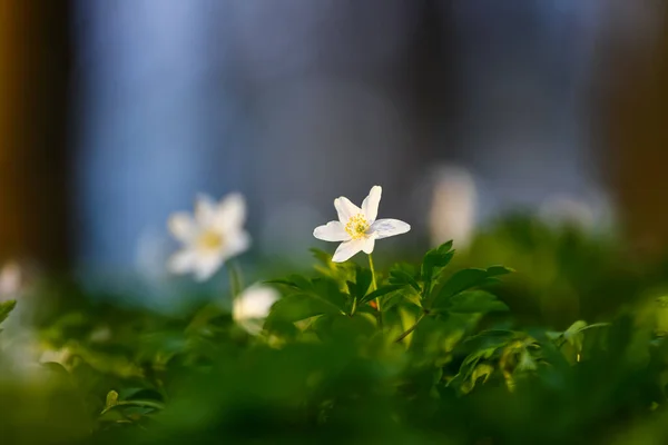 Flores Blancas Con Fondo Borroso Árboles Cielo Azul Bosque Robles —  Fotos de Stock