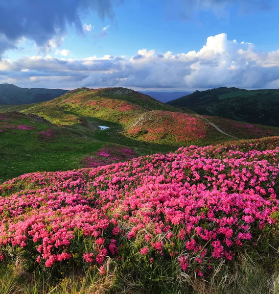 İnanılmaz bir bahar manzarası. Pembe rhododendron çiçekleriyle kaplı bir çim. Güzel gökyüzü olan dağ manzarası. Gezegenin yeniden canlanması. Konum Karpat Dağı, Ukrayna, Avrupa.
