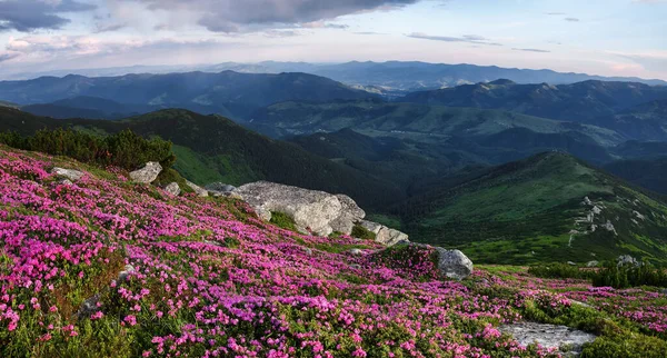 Paysages Printaniers Vue Panoramique Dans Pelouse Sont Couverts Fleurs Rhododendron — Photo