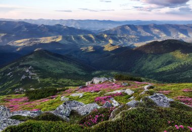 İnanılmaz bir bahar dağı manzarası. Pembe rhododendron çiçekleriyle kaplı bir çim. Güzel gökyüzü olan doğal manzara. Gezegenin yeniden canlanması..