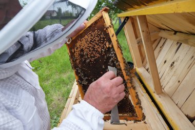 Arıcı çerçeveyi elinde tutuyor. Karpatyalı bal arısı. Güzel ahşap kovanlar. Apiculture. Apiary. Güzel bir bahar günü.