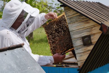 Karpatyalı bal arısı. Arıcı, bal peteklerinin çerçevesini elinde tutuyor. Koloni arıları. Tahta kovanları. Apiculture. Apiary. Güzel bir bahar günü.