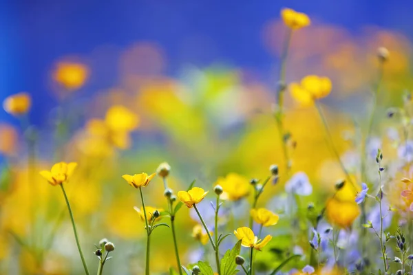 Весняний Сад Жовті Фіолетові Квіти Красивому Синьому Фоні Барвисті Квіткові — стокове фото
