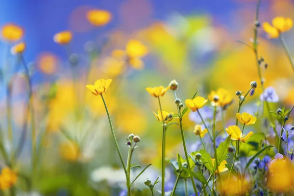 Jardín Primavera Flores Amarillas Púrpuras Sobre Hermoso Fondo Azul Colorido —  Fotos de Stock