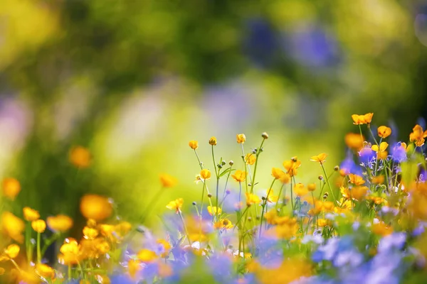 Primavera Temprana Flores Silvestres Fondo Hierba Verde Bokeh Majestuoso Fondo —  Fotos de Stock