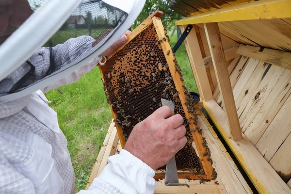 Beekeeper Holds Hands Frame Carpathian Honey Bee Pretty Wooden Hives — Stock Photo, Image