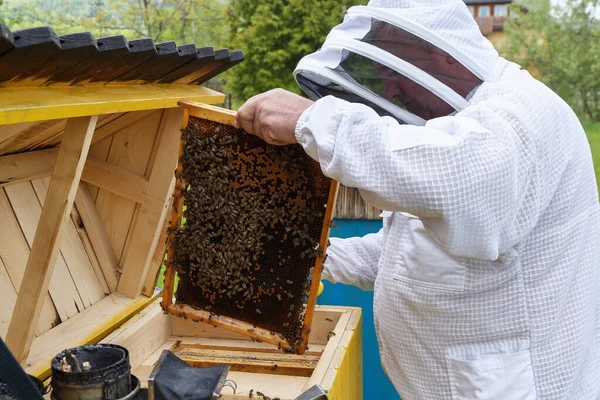 Honigbienen Auf Dem Rahmen Der Waben Imker Auf Dem Imkerstand — Stockfoto