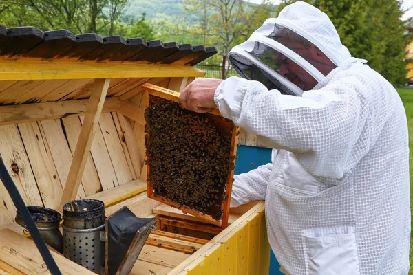 Carpathian Honey Bee Colonies Bees Frame Honeycombs Beekeeper Apiary Wooden — Stock Photo, Image