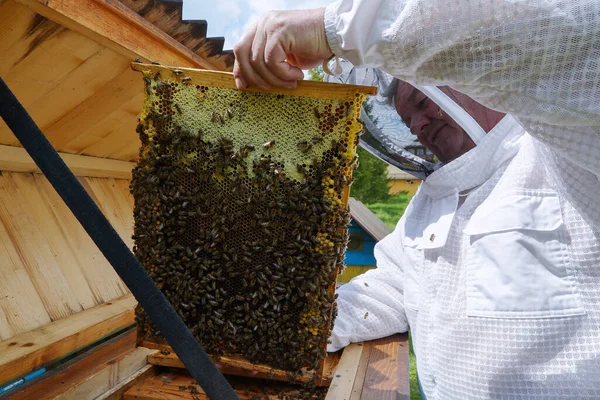 Biodlaren Håller Honungskammarens Ram Händerna Karpaternas Honungsbi Snygga Träkupor Vacker — Stockfoto