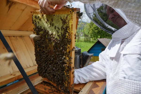 Bal Peteği Çerçevesinde Bal Arıları Arı Yetiştiricisi Arıda Güzel Ahşap — Stok fotoğraf