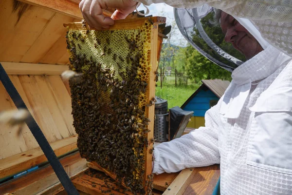 Honungsbin Honungskammarens Ram Biodlare Bigården Snygga Träkupor Gamle Man Vacker — Stockfoto