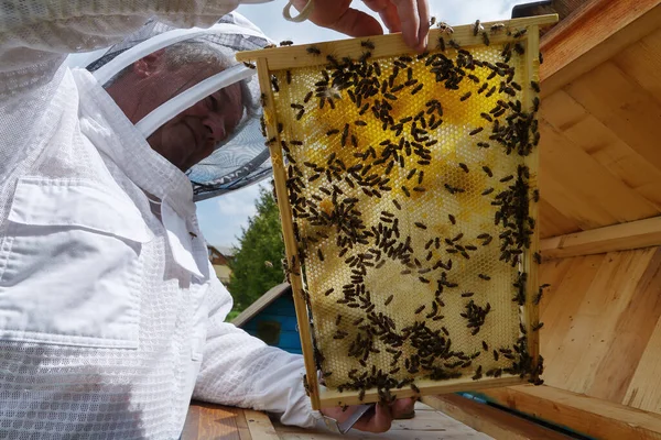 Biodlaren Håller Honungskammarens Ram Händerna Karpaternas Honungsbi Snygga Träkupor Vacker — Stockfoto