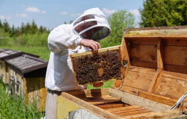 Apiculture. Apiary. Tahta kovan. Arıcı, bal peteklerinin çerçevesini elinde tutuyor. Karpatyalı bal arısı. Güzel ahşap kovanlar. Güzel bir bahar günü.
