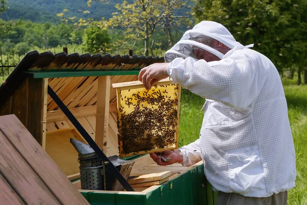 Pszczoły Miodne Ramce Plastrów Miodu Pszczelarz Pasiece Ładne Drewniane Pokrzywki — Zdjęcie stockowe