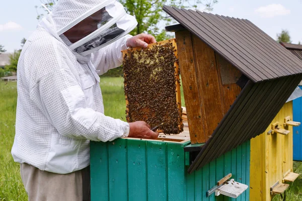 Honey Bees Frame Honeycombs Beekeeper Apiary Pretty Wooden Hives Beautiful — Stock Photo, Image