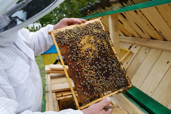 Honigbienen Auf Dem Rahmen Der Waben Imker Auf Dem Imkerstand — Stockfoto