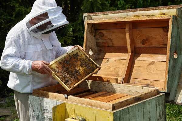 Медовая пчела на раме соты. Пчеловод держит в руках раму с пчелами. Довольно деревянные ульи
.