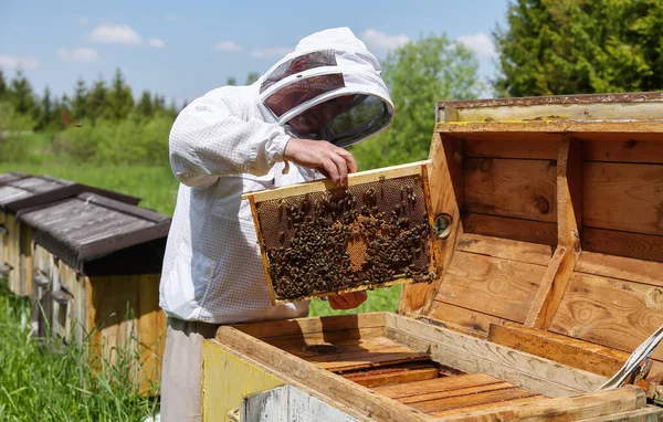 Apiculture. Apiary. Tahta kovan. Arıcı, bal peteklerinin çerçevesini elinde tutuyor. Karpatyalı bal arısı. Güzel ahşap kovanlar. Güzel bir bahar günü.