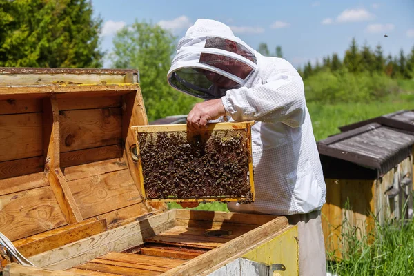 Μέλισσες Στο Πλαίσιο Των Κηρήθρων Μελισσοκόμος Κρατά Στα Χέρια Του — Φωτογραφία Αρχείου