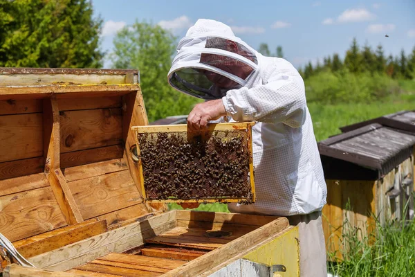 Abejas Miel Marco Panales Apicultor Tiene Las Manos Marco Con — Foto de Stock