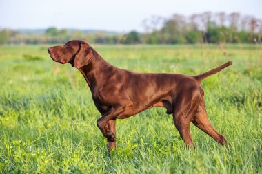 Kahverengi Alman Shorthair Pointer. Kas yığını bir av köpeği yeşil çimlerin arasında bir noktada duruyor. Güneşli bir bahar günü.