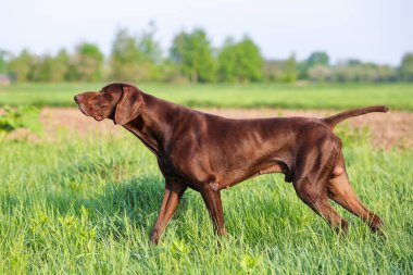 Kahverengi Alman Shorthair Pointer. Kas yığını bir av köpeği yeşil çimlerin arasında bir noktada duruyor. Güneşli bir bahar günü.