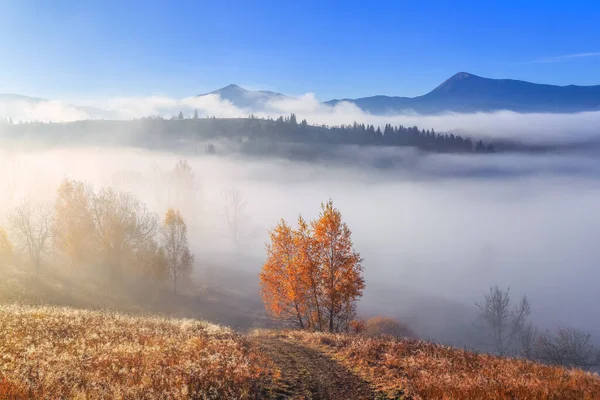 Őszi Táj Napsütéses Napon Sűrű Köd Borította Völgyet Fák Gyönyörű — Stock Fotó