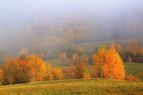 Paisagem Outono Dia Ensolarado Nevoeiro Espesso Cobriu Vale Bela Floresta — Fotografia de Stock