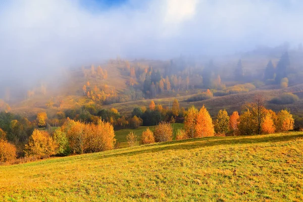 晴れた日の秋の風景 濃霧が谷を覆っていた オレンジ 黄色の緑の葉と黄金の草の木の美しい森の中で — ストック写真