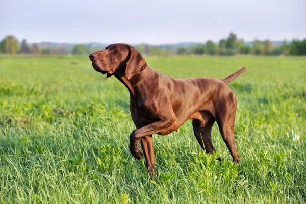 Brown German Shorthaired Pointer Muskulös Jakthund Står Punkt Fältet Bland — Stockfoto