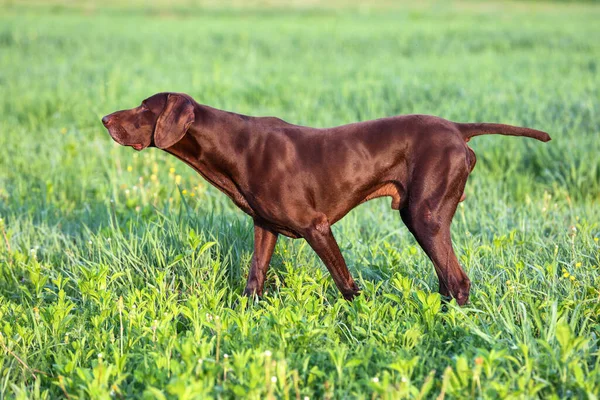 The brown hunting dog. A muscular hound, German Shorthaired Pointer, a  thoroughbred, stands among the fields in the grass in the point, sniffed the  smell of a wild game. Spring scenery. -