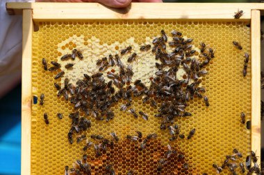 Larvalı bal peteği üzerinde bal arısı. Arıcı çerçeveyi elinde tutuyor. Arı kuluçkaya yatar. Apiculture. Apiary. Güzel bir bahar günü.
