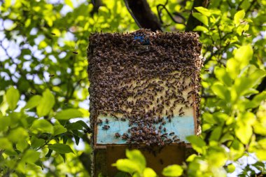Arı sürüsü. Apiculture. Apiary. Muhteşem güneşli bahar günü. Karpatya böceği.