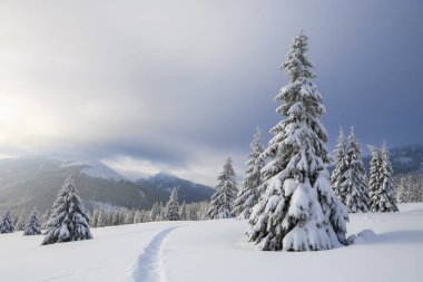 Soğuk, sisli bir kış sabahında güzel bir manzara. Karla kaplı çimenlikte yüksek dağlara uzanan bir patika var. Kar beyazı tepeleri, kar yığınları arasında ağaçlar..